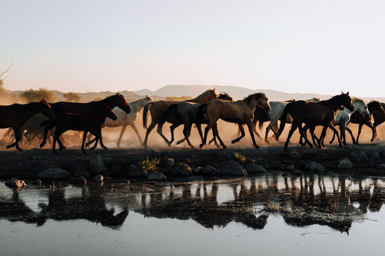 Manada de cavalos a galopar ao amanhecer, junto a um lago