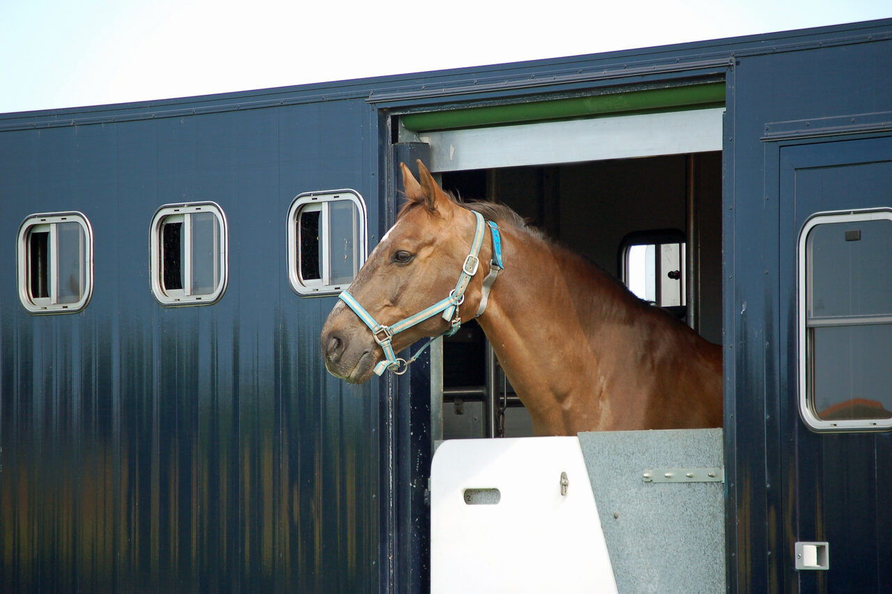 Horse looking out of the window of an equestrian transport lorry